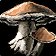Muddlecap Fungus